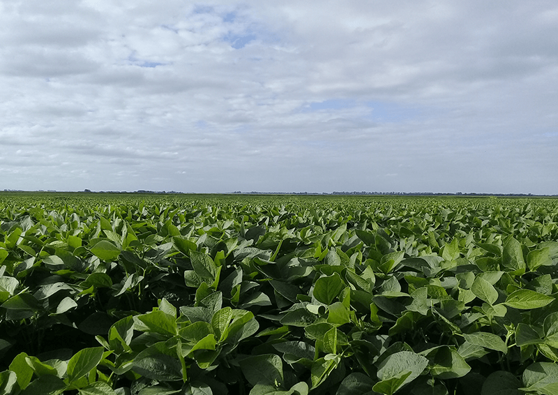 Ver Fungicidas - Insumos - Grupo Agroempresa